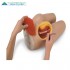 Intramuscular Injection Simulator