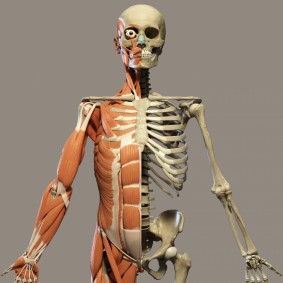 human anatomy